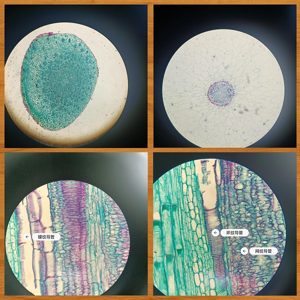 生物显微镜在细胞培养.jpg