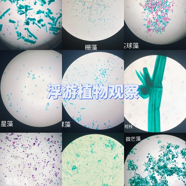水质微生物.jpg